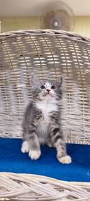 Ragdoll mix Bsh