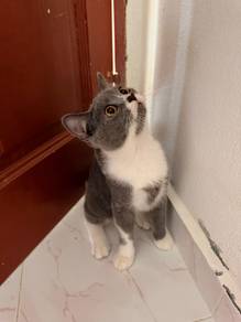 British shorthair bicolour blue