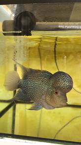 Flowerhorn 