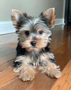 F3970 Downy Silkse Yorkie Look Puppy Dog