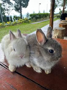 Netherland Dwarf Rabbits | Penang