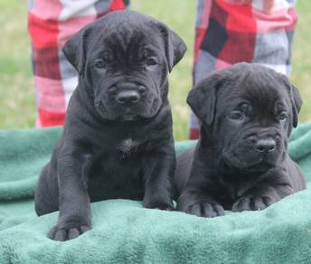 Q4000 Cane Corso black haired puppy #MKA