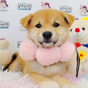 Shiba Inu