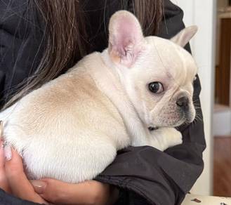 French Bulldog