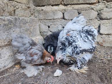 Ayam Pekin Mini