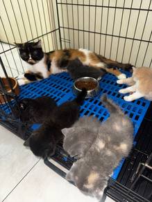Kucing Bsh