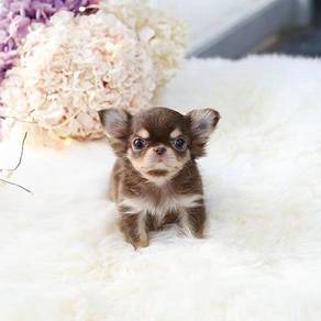 LL8000 Chihuahua puppies