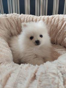 T1484 Sweetheart pomeranian small fluffy puppy Bab
