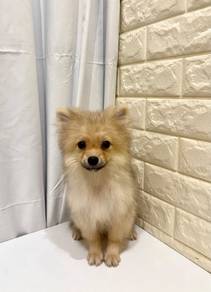 J0354 Pomeranian Cute Fox Dog Puppy