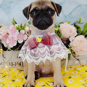 Pug