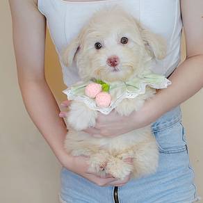 Maltipoo