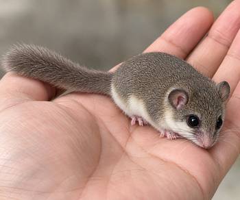 mini squirel dormouse