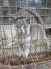 nk jual kucing betina 