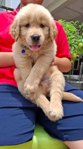 golden retriever 