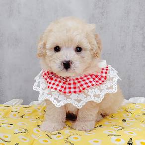 Poodle