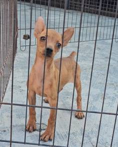 Miniature Pinscher Puppy