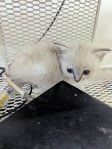 Non-Standard Munchkin