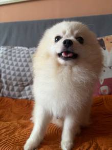 Pure breed Pomeranian