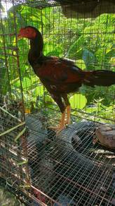 ayam 