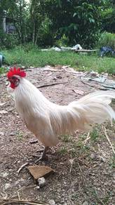 ayam hutan putih 