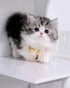 Cute Munchkin kucing girl/female
