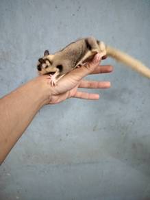Sugar glider mosaic betina 3 bulan ++