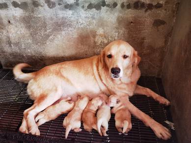 Labrador