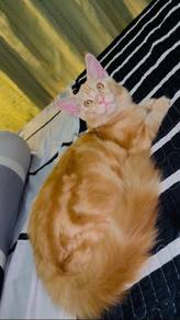 Pure male mainecoon non cert
