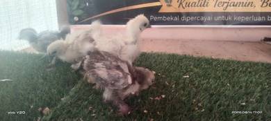Anak ayam selkiy 