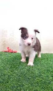 Border collie tri special marking MKA
