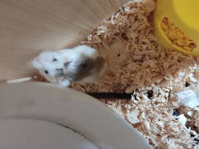 Pied Robo Hamster