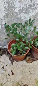 pokok kemuning bunga wangi