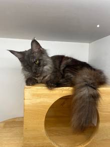 Smokey Gray Mainecoon For Sale with Cert