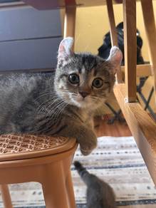 amerancurl male