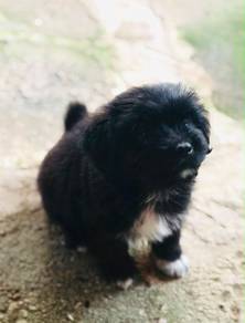 Shih tzu