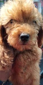 Red toy poodle