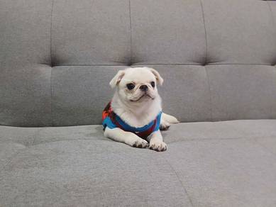 White PUG Puppy 017