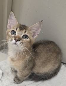 munchkin kitten short leg