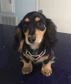 Y100 Mini Dachshund long haired Black Tan