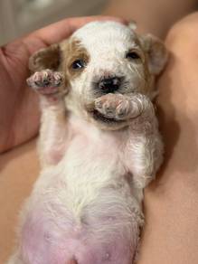 Giant Poodle male Puppy No.7