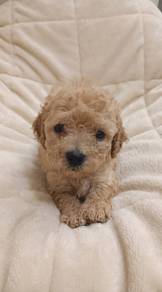 Toy Poodle