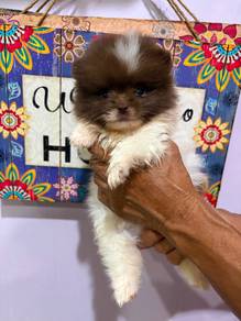 Pomeranian