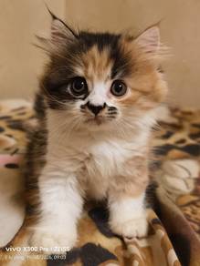 American curl mix dlh