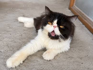 kucing comel