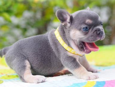 FRENCH BULLDOG PUPPIES VIP127🌻 boy-girl lilac tan