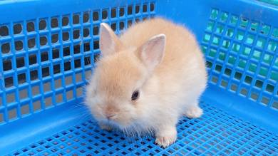 rabbit