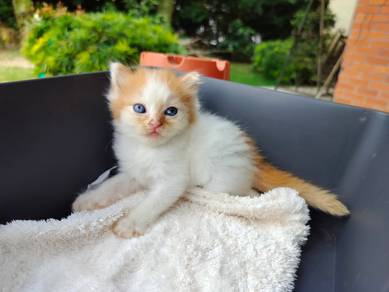 TOPs A-GRADE Jun-Ho Red White Ragdoll cat kucing