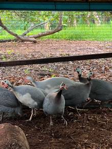 Ayam Mutiara / Ayam Api Api