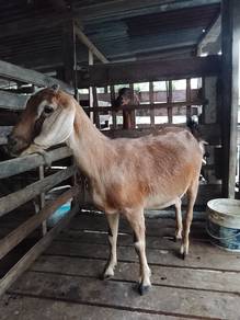 kambing