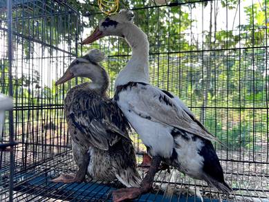 itik jambul ,crested duck